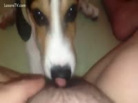 Dog oral sex licks a hairy pussy